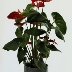 potplant1