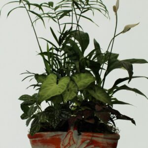 potplant11