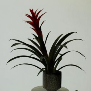 potplant6