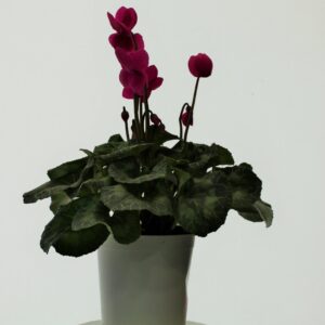 potplant7