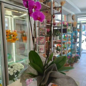 orchidea